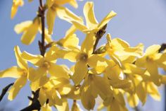 Mit kleinen gelben Blüten bezaubern Forsythien im Frühjahr. Foto: pixabay.com/akz-o