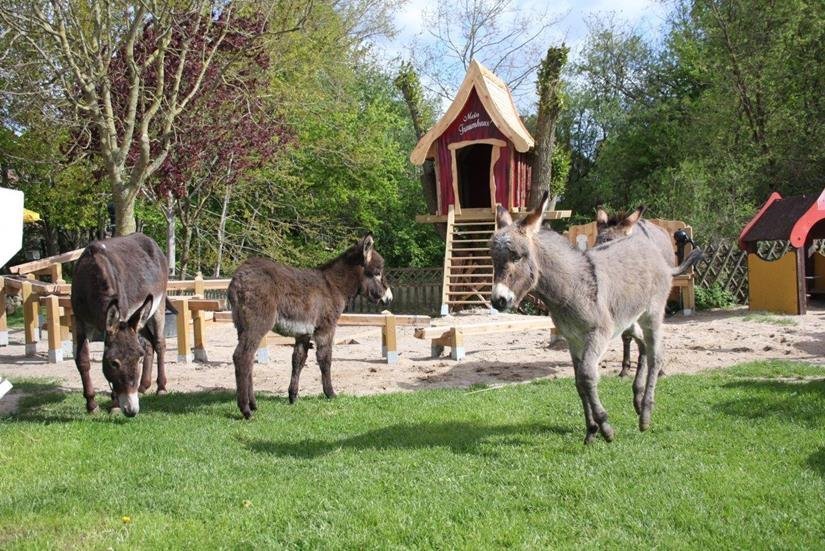 Anzeige Esel Landspielhof Freut Sich Auf Besucher Und Unterst Tzer Neustadt In Holstein