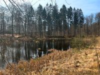 Man kann es zwar nicht sehen, aber hören: Der Teich im Wald ist zur Heimat zahlreicher Frösche geworden.