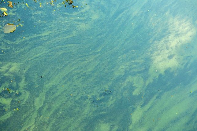Blaualgen im Ostseewasser: An mehreren Badestellen in Ostholstein gelten aktuell Badewarnungen. Die Algen können Hautreizungen und Magen-Darm-Beschwerden verursachen.
