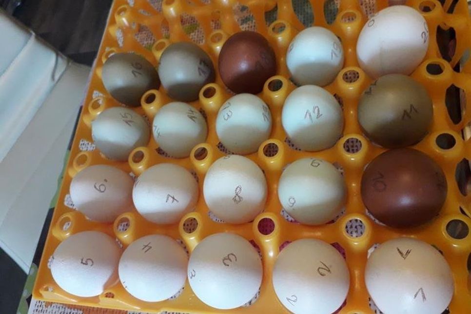 Es gilt auf das Ei zu tippen, aus welchem das erste Küken schlüpft.