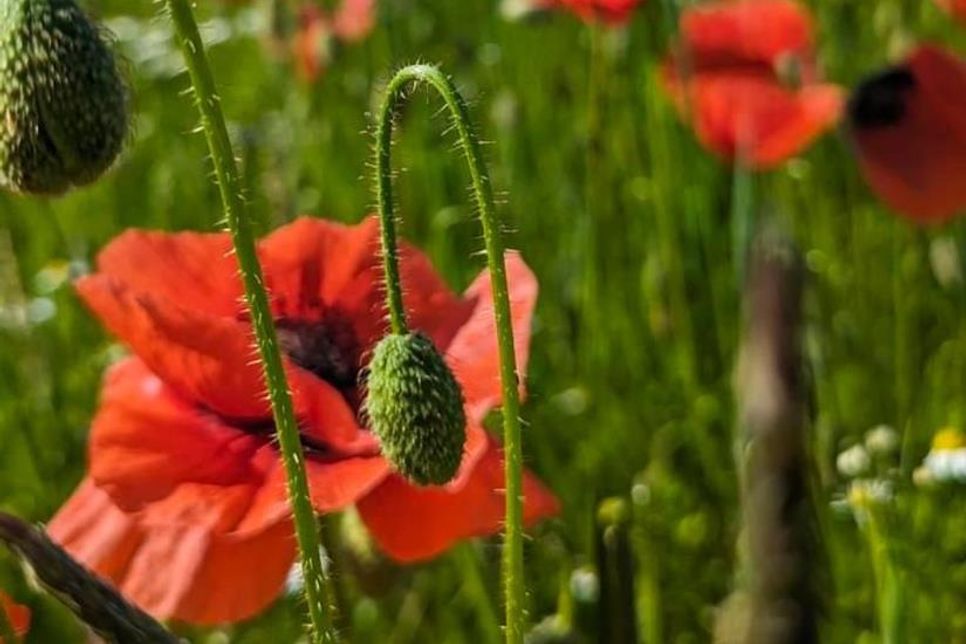 Ein wahrer Hingucker: Dieses bezaubernde Mohnblumenfeld in Johannisdorf wurde von Corinna Bötcher fotografiert.