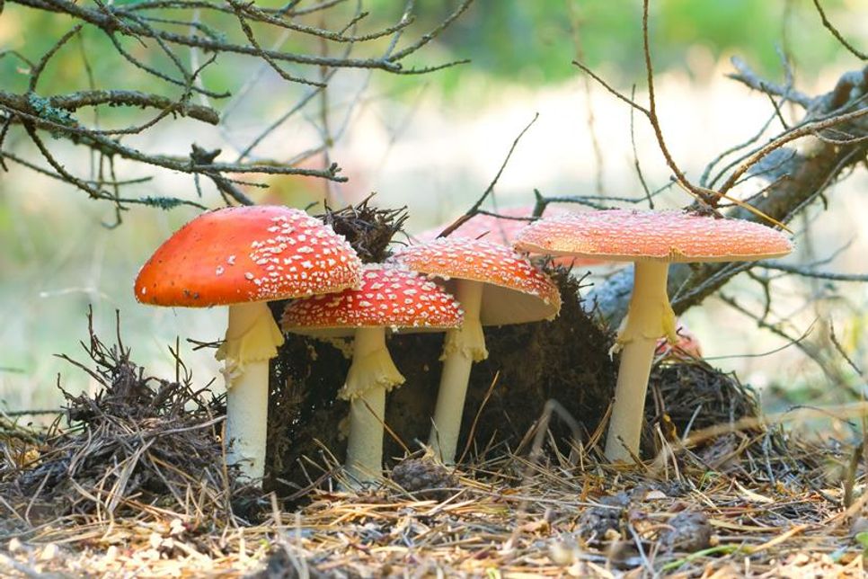 Auch im Kreis Ostholstein gibt es sehr viele giftige Pilze, die den essbaren Exemplaren ähneln. Die Unterscheidung ist für unerfahrene Pilzsuchende nicht immer einfach.