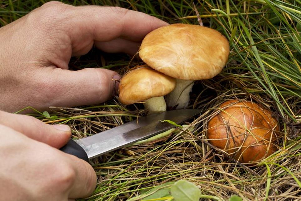 Beim Pilzesammeln ist im Kreis Ostholstein und Umgebung in den nächsten Wochen besondere Vorsicht geboten, denn manche Pilze haben giftige Doppelgänger.