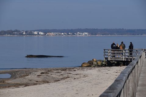 Buckelwal vor Niendorf/Ostsee gestrandet