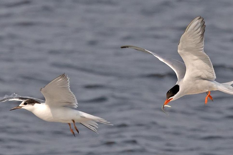 Das letzte Küken (links) kann fliegen und muss jetzt schnell lernen Fische zu fangen