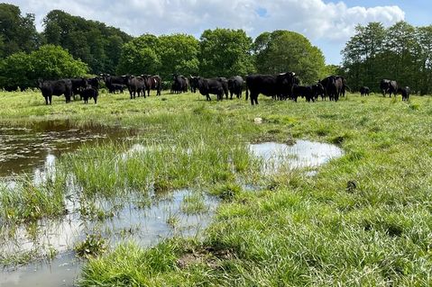 Die Welsh Black Rinder stehen auf Weiden in Gömnitz und Grube.
