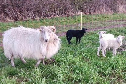 In Schwarz und Weiß präsentieren sich die gehörnten Heidschnucken von Maika Janzen. Am 21. Mai lässt sie einige ihrer 30 Muttertiere auf dem Rasen direkt vor dem Dorf- und Schulmuseum weiden.