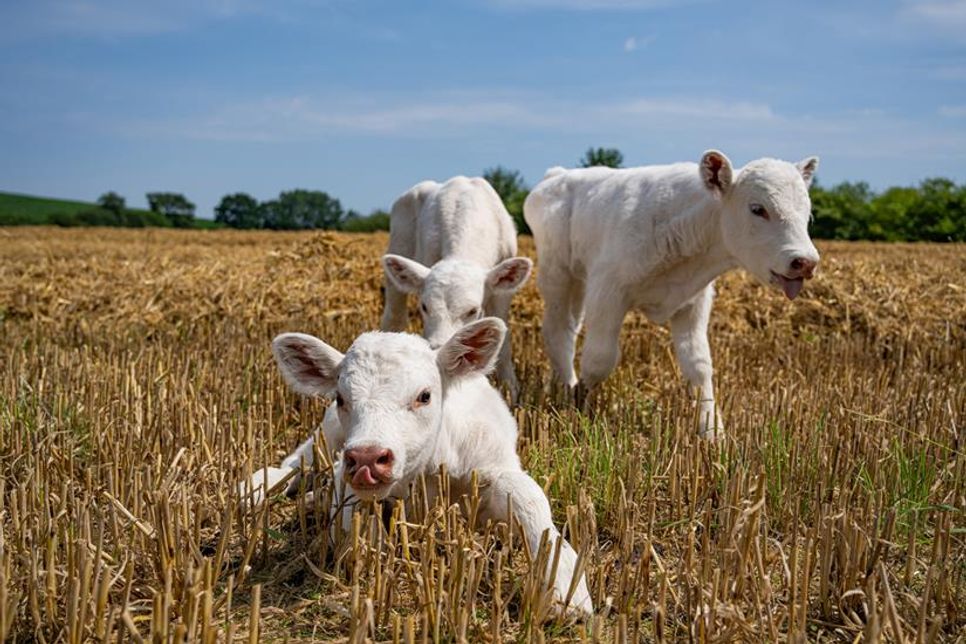 Gerade mal eine Woche alt: die Charolais-Drillinge aus Halendorf.