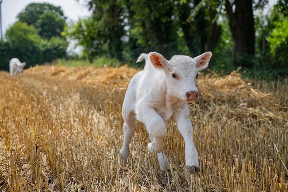 Die Rasse Charolais sind bekannt für ihren vitalen Nachwuchs. Dieses weiße Kälbchen scheint da keine Ausnahme zu sein.