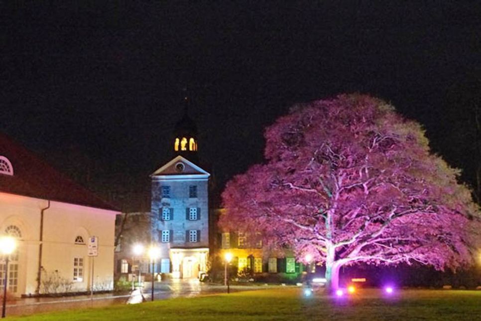 Leuchtend pinkfarbene Akzente hat Lichtkünstler Stephan Teichmann gesetzt – wie hier auf der Schlosswiese. Aber auch die großen, alten Bäume zwischen den Bibliotheken changieren zwischen Rosa und Violett. Seit Montag strahlt Eutin in vorweihnachtlichem Glanz, weihnachtliche Stimmung macht sich breit