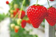 Besonders wichtig ist dabei der richtige Erntezeitpunkt, denn Erdbeeren reifen nach dem Pflücken kaum nach.