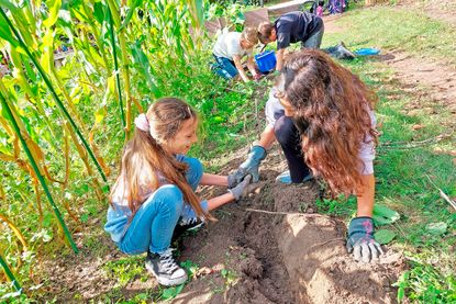 (V. l.) Lea Martensen, Peer Suhr, Bennet Stiller und Alessandra Giasi finden Kartoffeln im Beet…